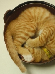 photo about funny sleeping positions of cats - 389